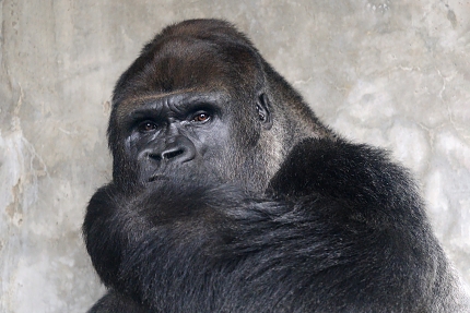 Gorilla (Gorilla gorila gorilla) 8-2021 9001